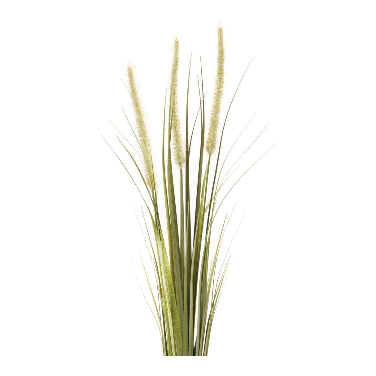 Foxtail Bush (Set of 6)