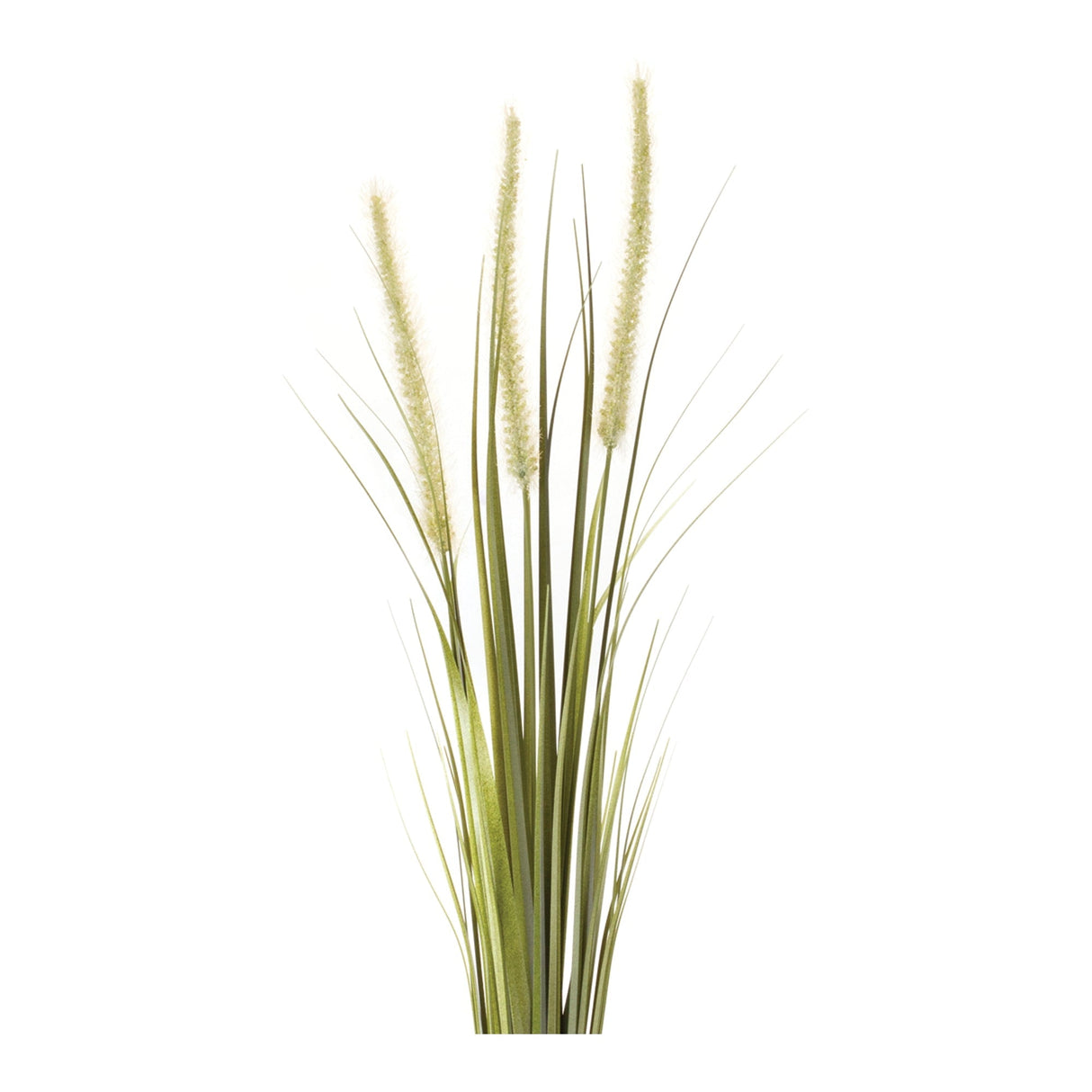 Foxtail Bush (Set of 6)