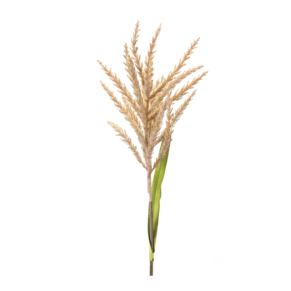 Astilbe stem (set of 12)