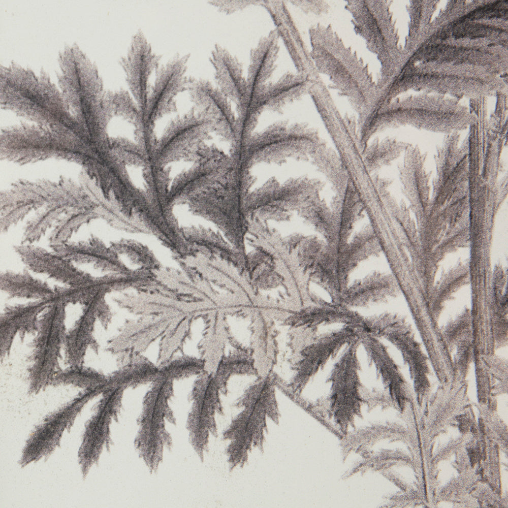 Verdura Botanica: Four-Print Houseplant Pencil Art Set