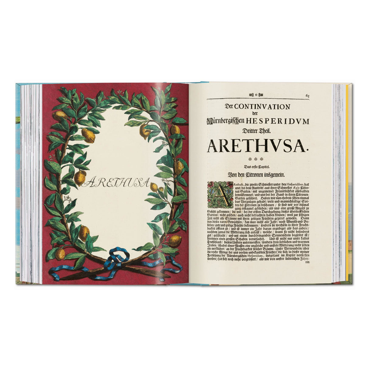 J. C. Volkamer. The Book of Citrus Fruits. 45th Ed. (German, French, English)
