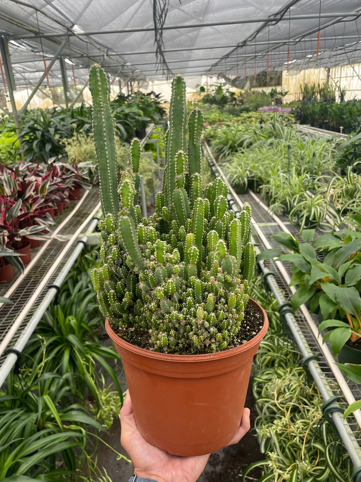 Fairy Castle Cactus