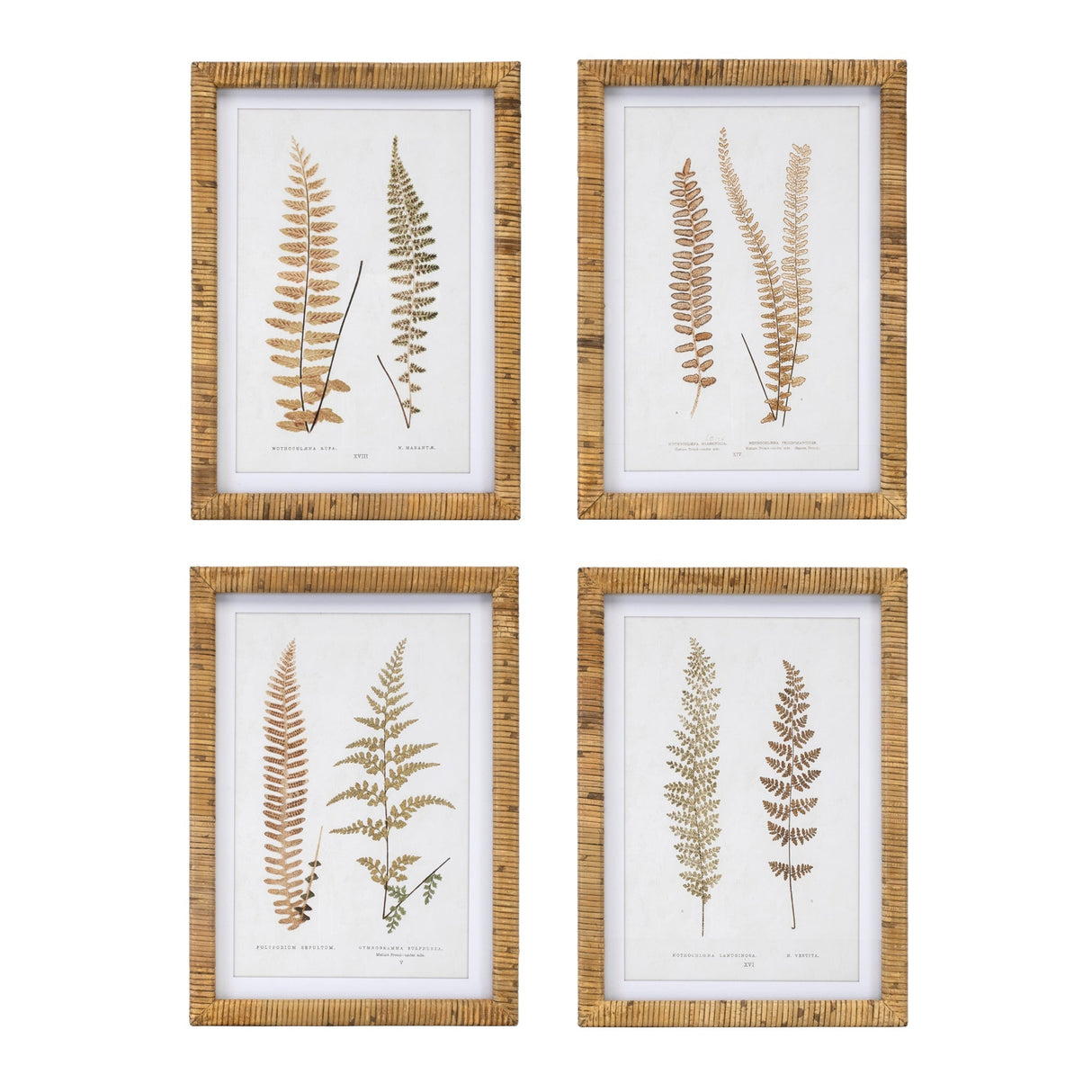 Wood-framed-fern-print-(set-of-4)-Wall-Art