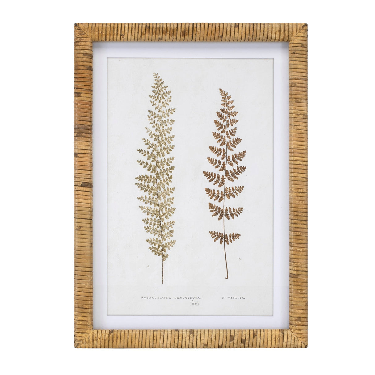 Wood framed fern print (set of 4)
