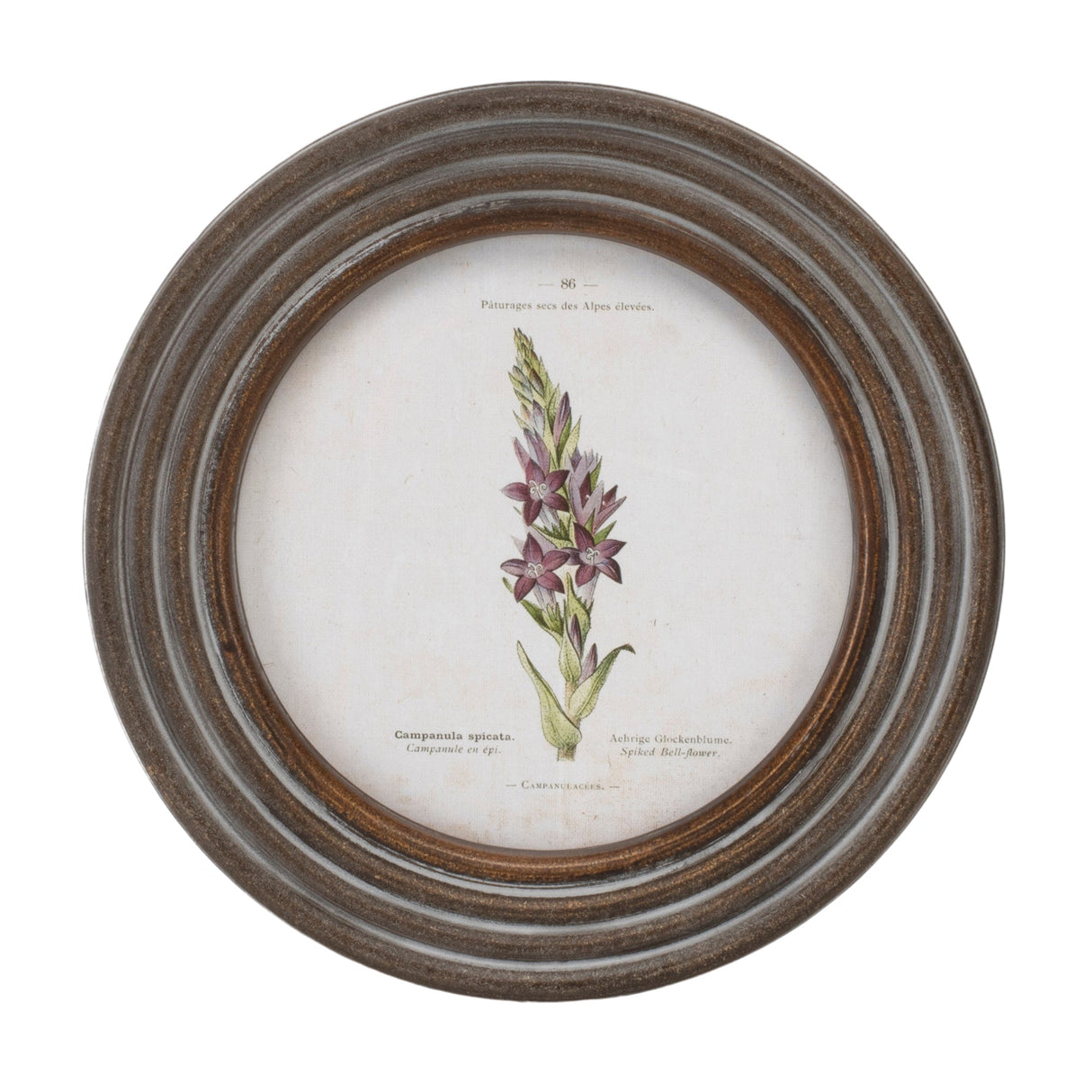 Round Framed Floral Print (Set of 6)