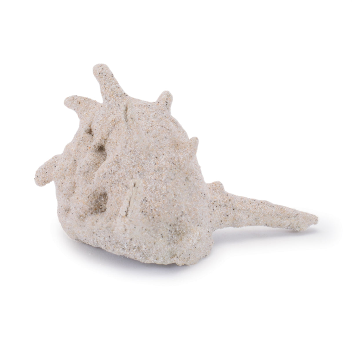 Sea shell filler décor (set of 12)