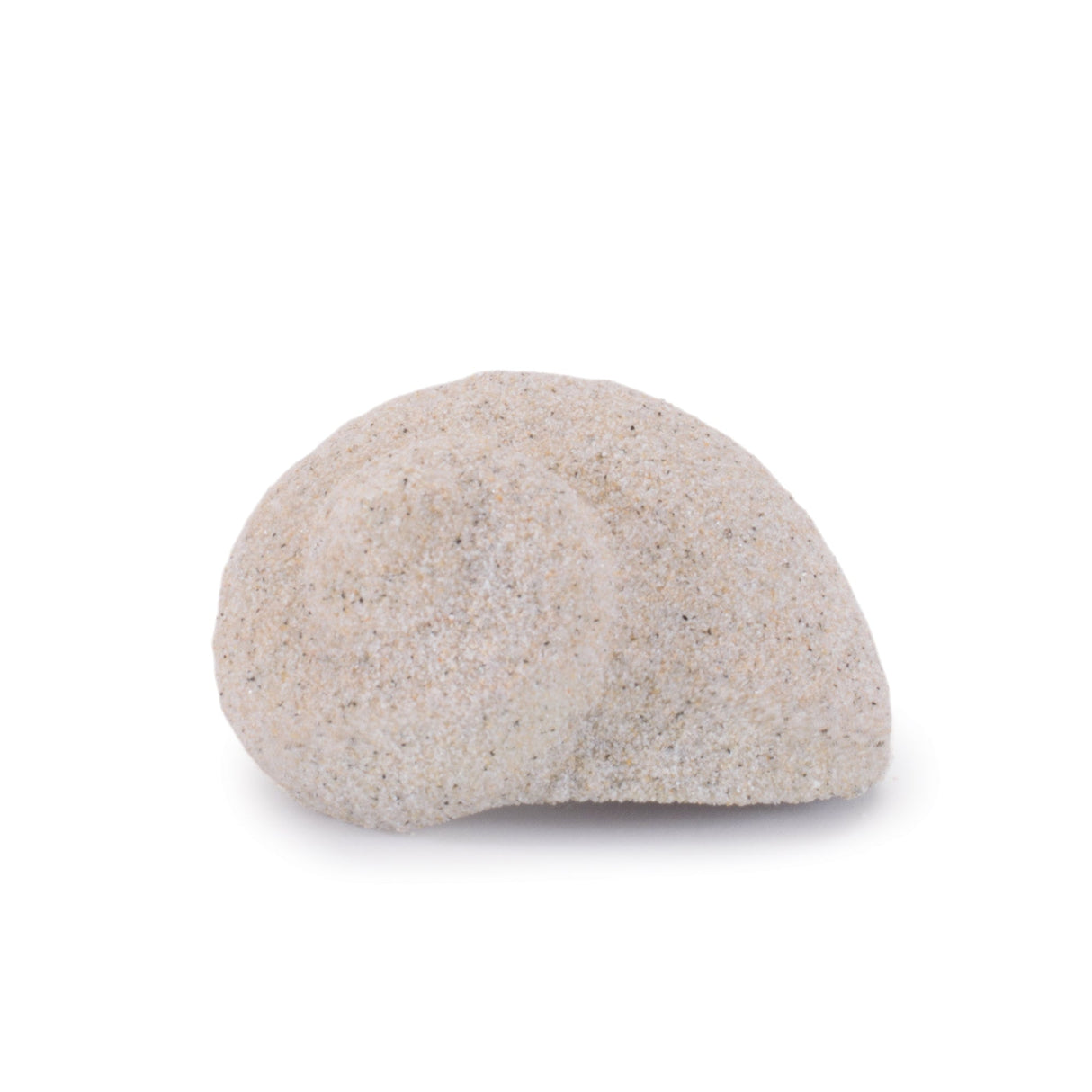Sea Shell Filler Decor (Set of 12)