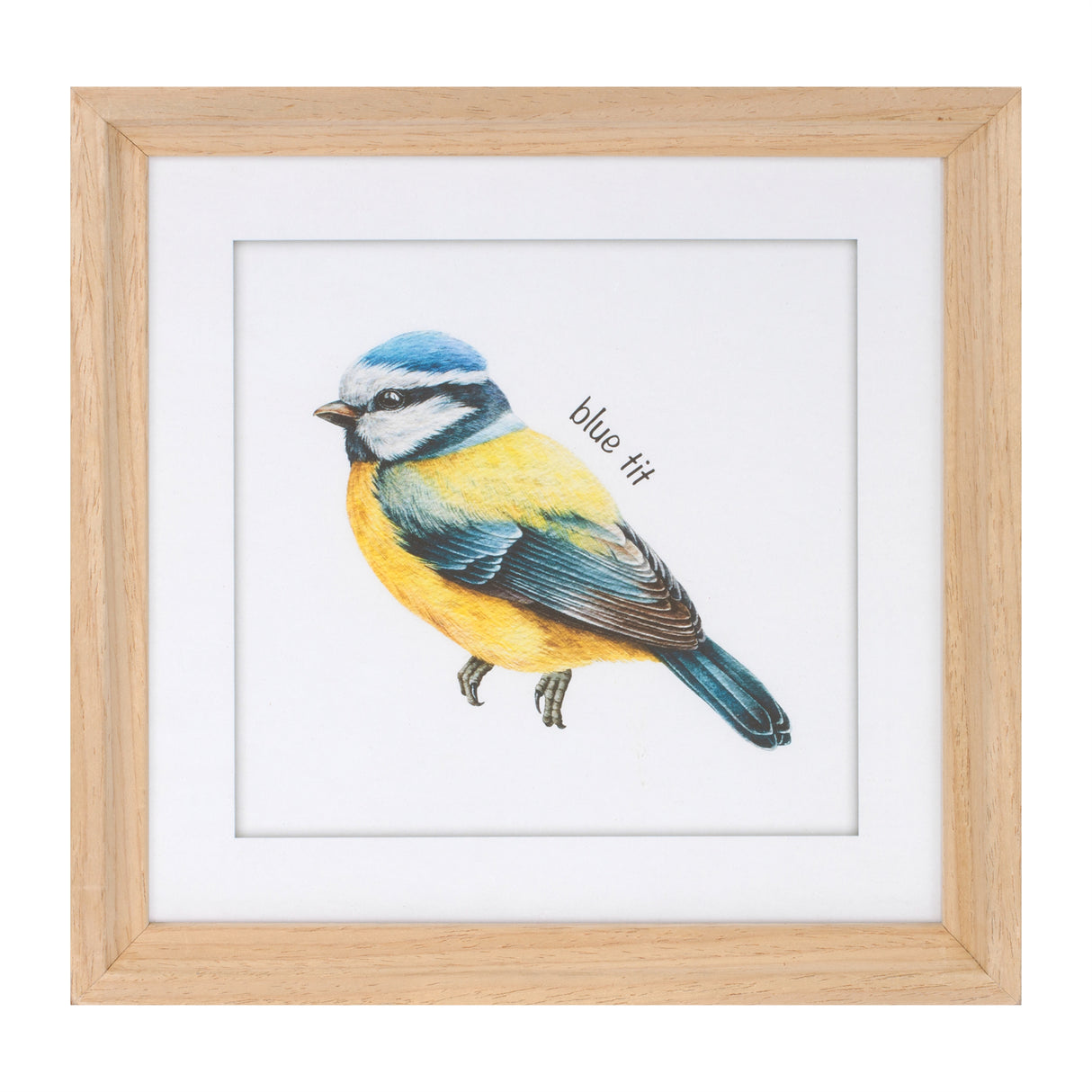 Framed bird print under glass (set of 8)