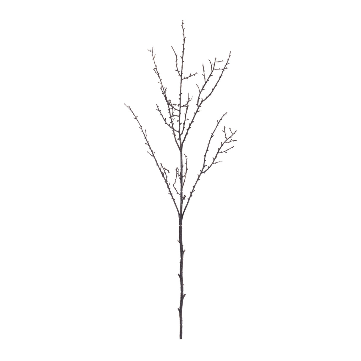 Birch Twig Branch (Set of 6)