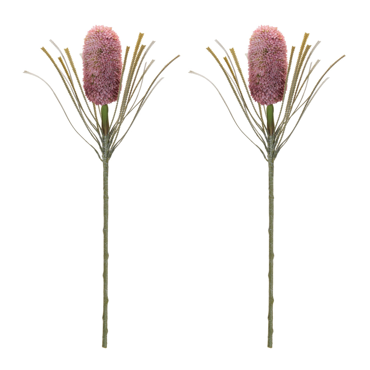 Protea Floral Stem (Set of 2)