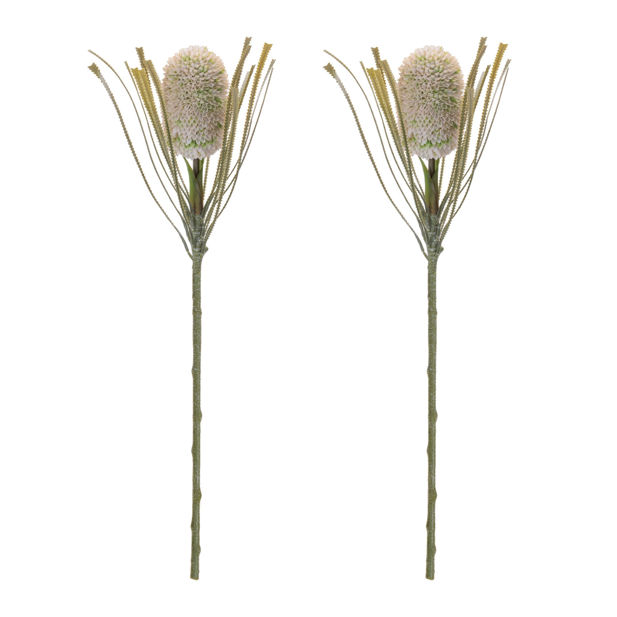 Protea Floral Stem (Set of 2)