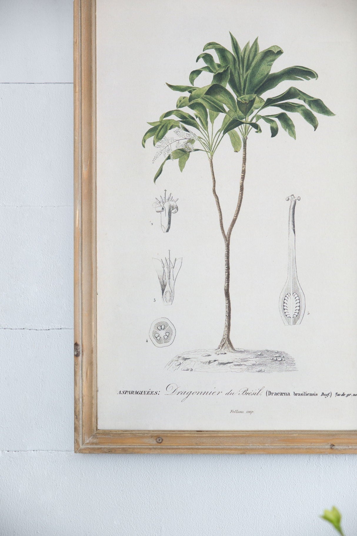 Tree Framed Print Set of 2 - Multicolor Botanical Wall Art