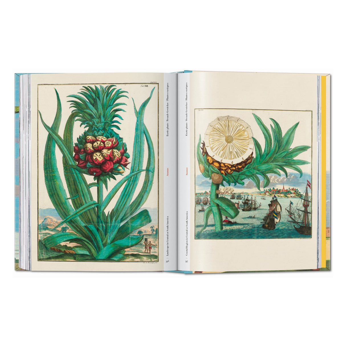 J. C. Volkamer. The Book of Citrus Fruits. 45th Ed. (German, French, English)