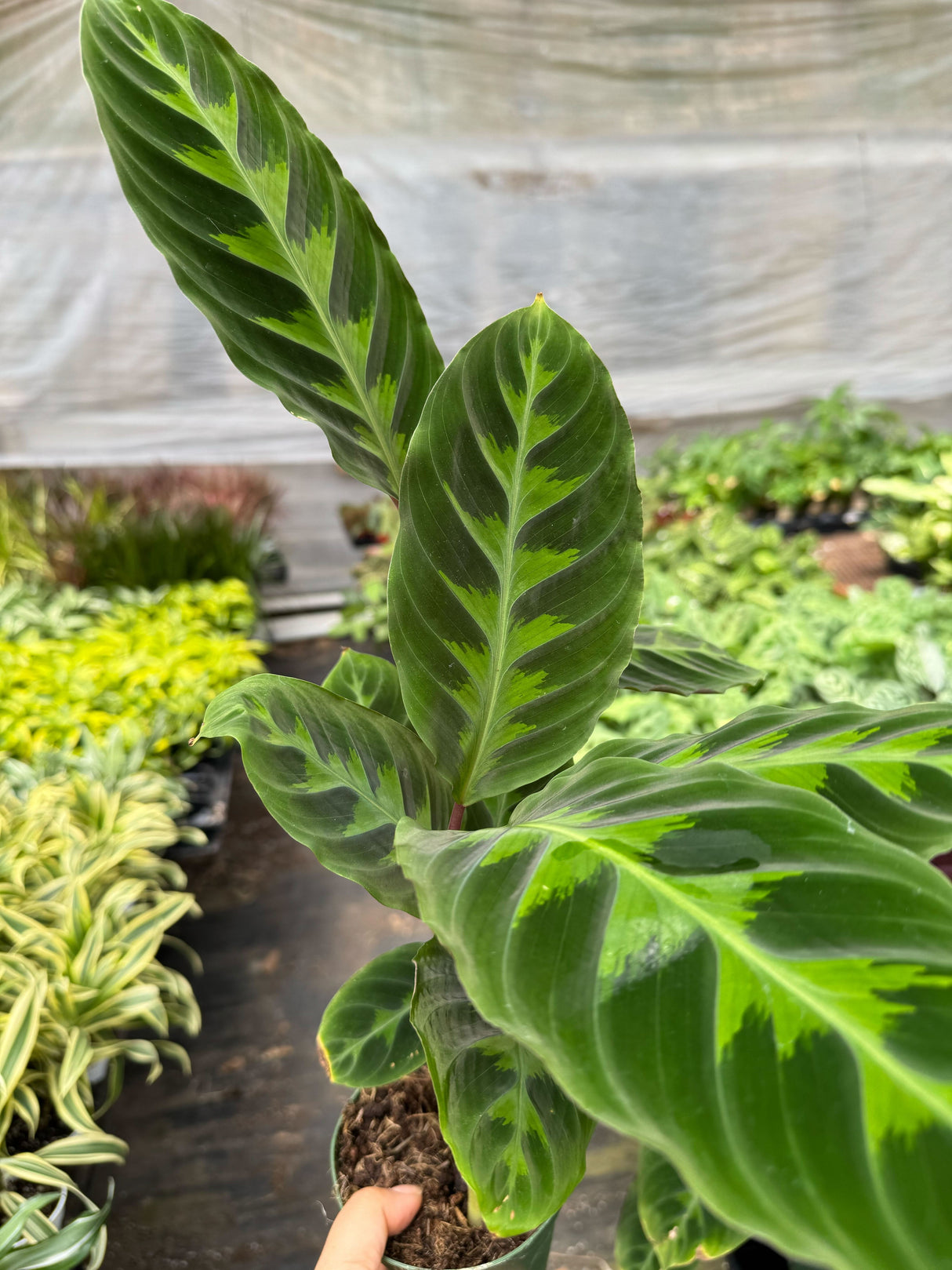 Calathea 'Warscewiczii' - 6" Pot