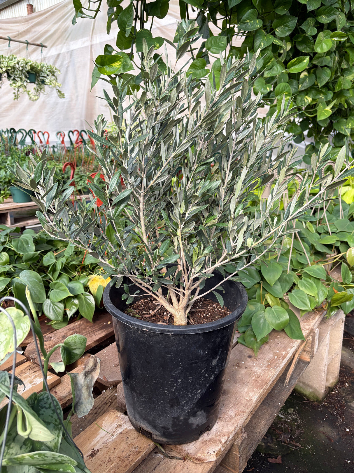 Common Olive Tree (Olea europaea)