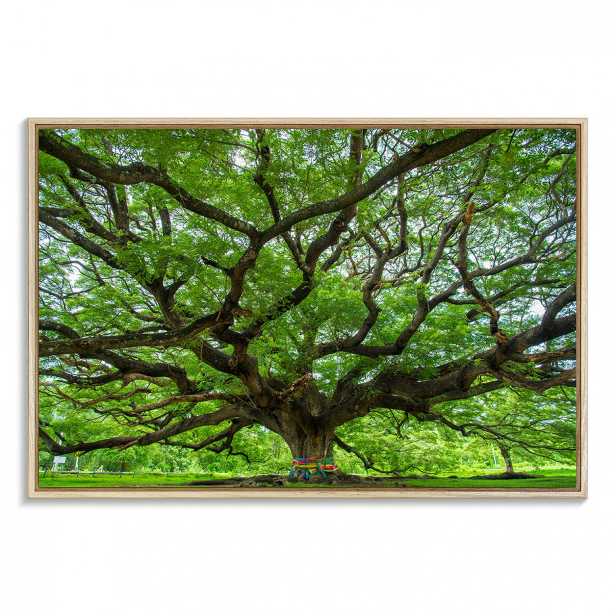 Oak Tree Wall Art Print, Forest Canvas Wall Art for Home and