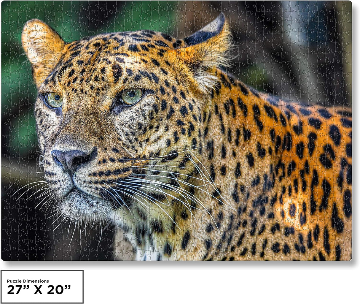 QuizQuirk 1000 Piece Puzzle, Bold Leopard Jigsaw Puzzle for Adults/Teens (Puzzle Saver Kit Included)