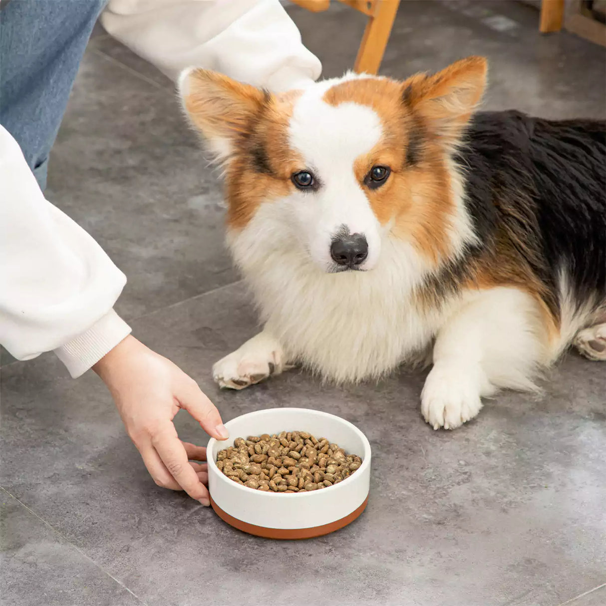 Tara Dog Bowls