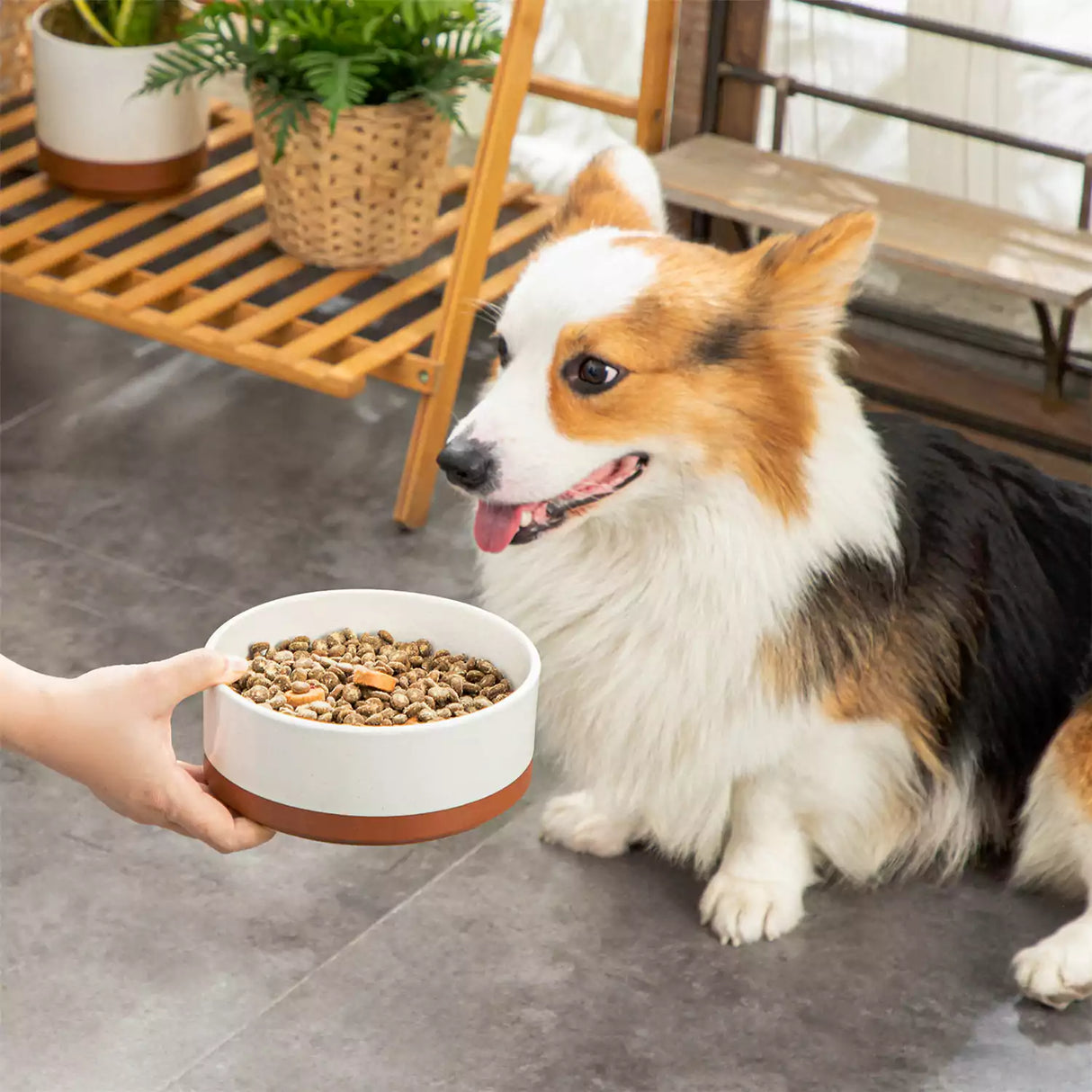 Tara Dog Bowls