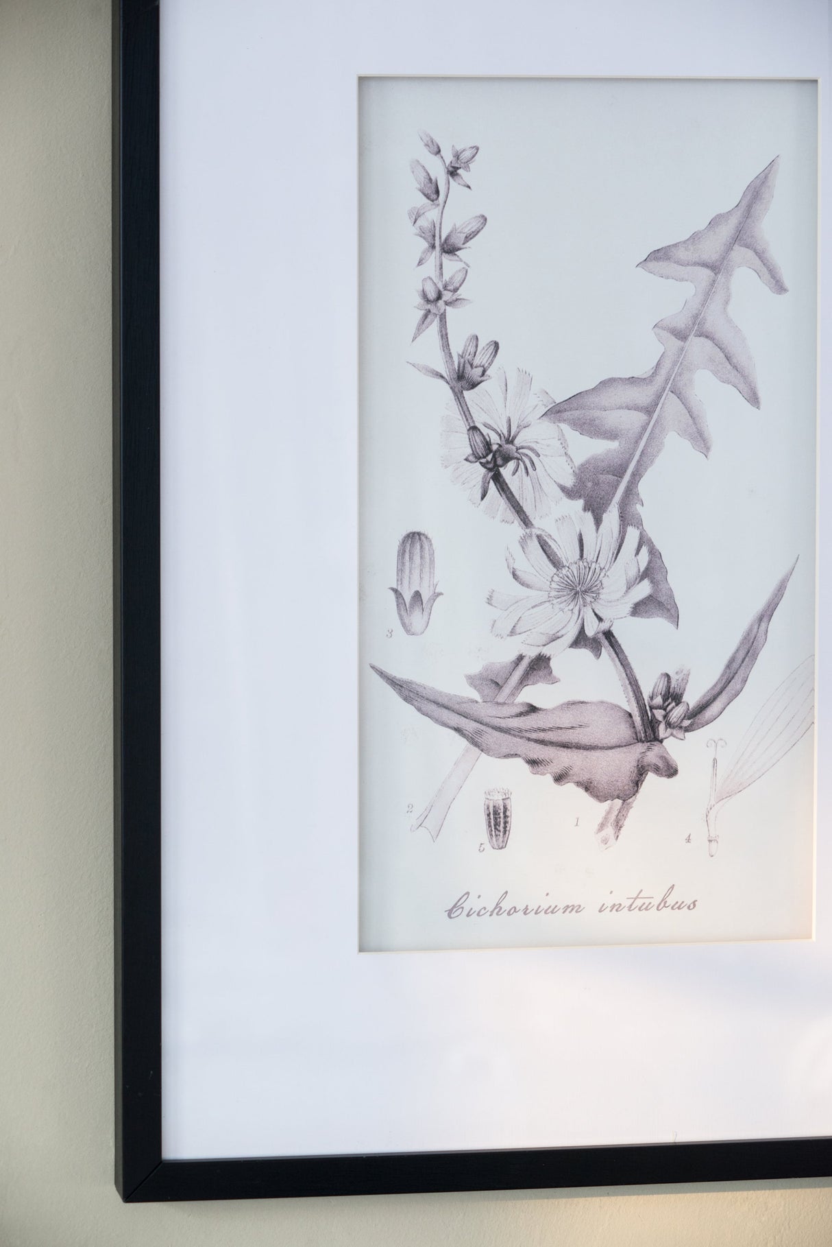 Verdura Botanica: Four-Print Houseplant Pencil Art Set