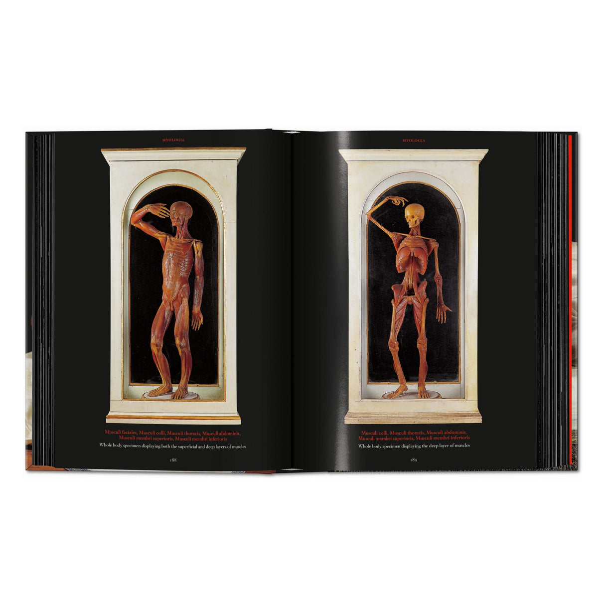 Anatomical Waxes. 45th Ed. (German, French, English)