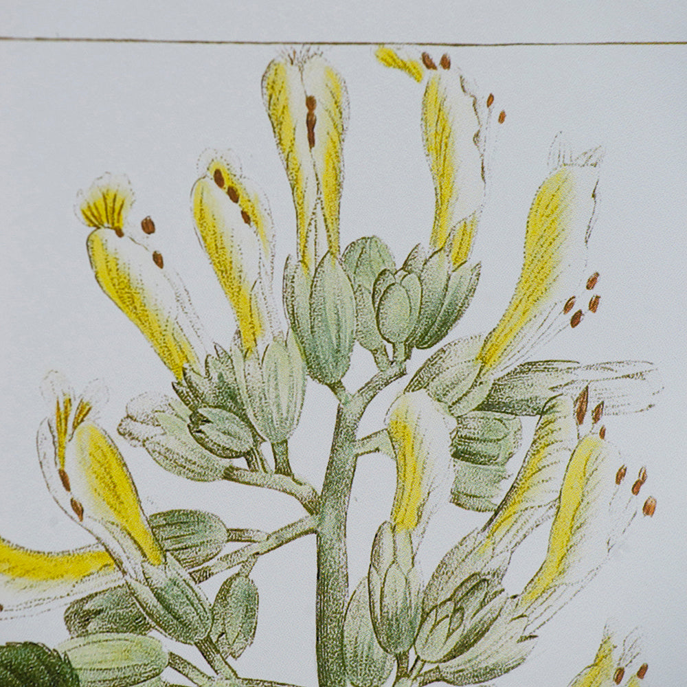 19.7x27.6' Botanical Wall Arts, Set of 2