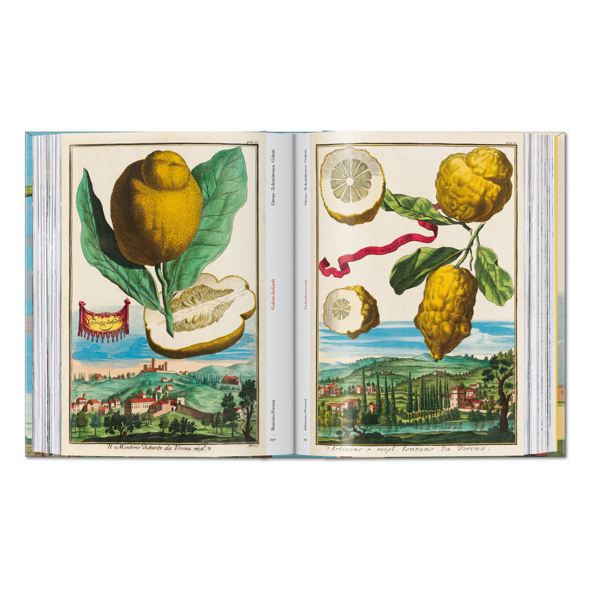 J. C. Volkamer. The Book of Citrus Fruits. 45th Ed. (German, French, English)