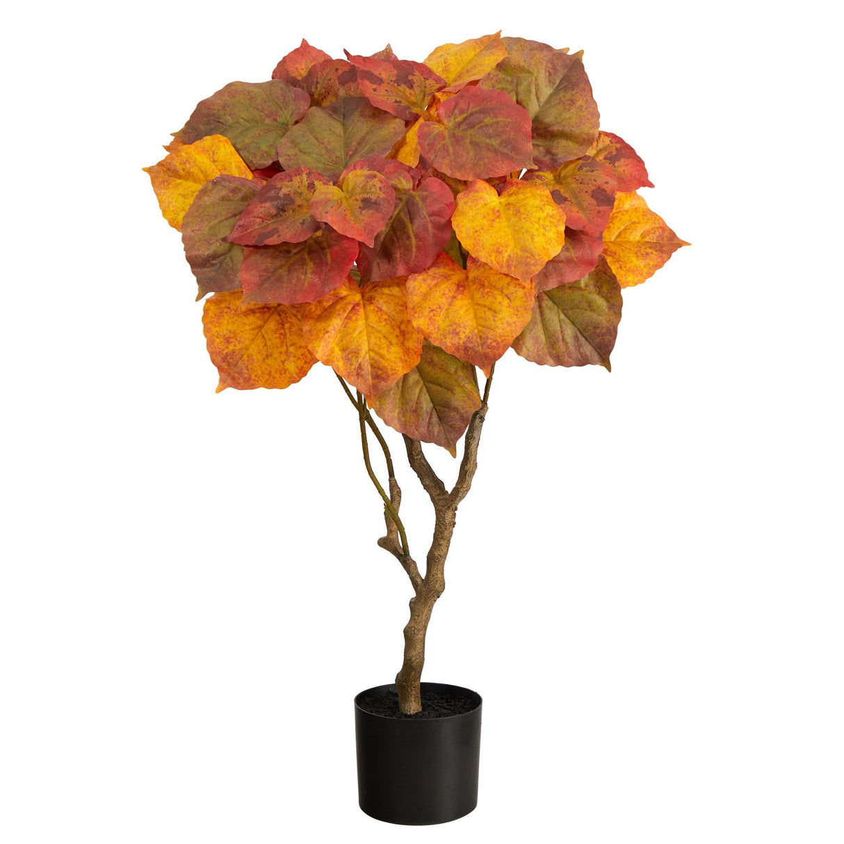 3’ Autumn Umbrella Ficus Tree