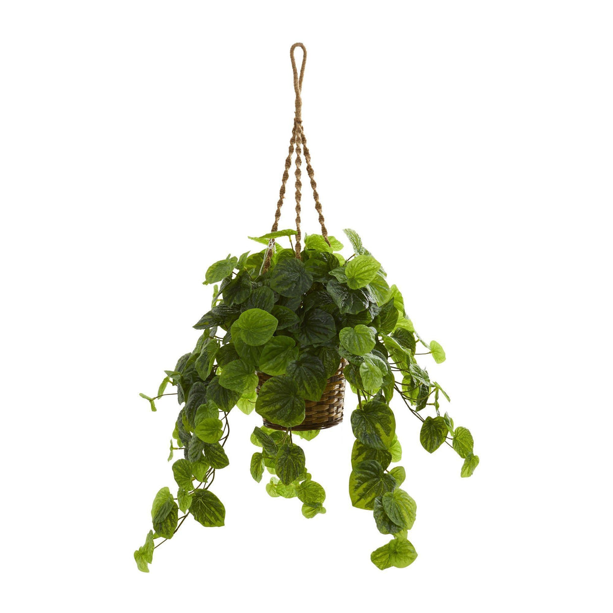 34” Peperomia Artificial Plant in Hanging Basket (Real Touch)