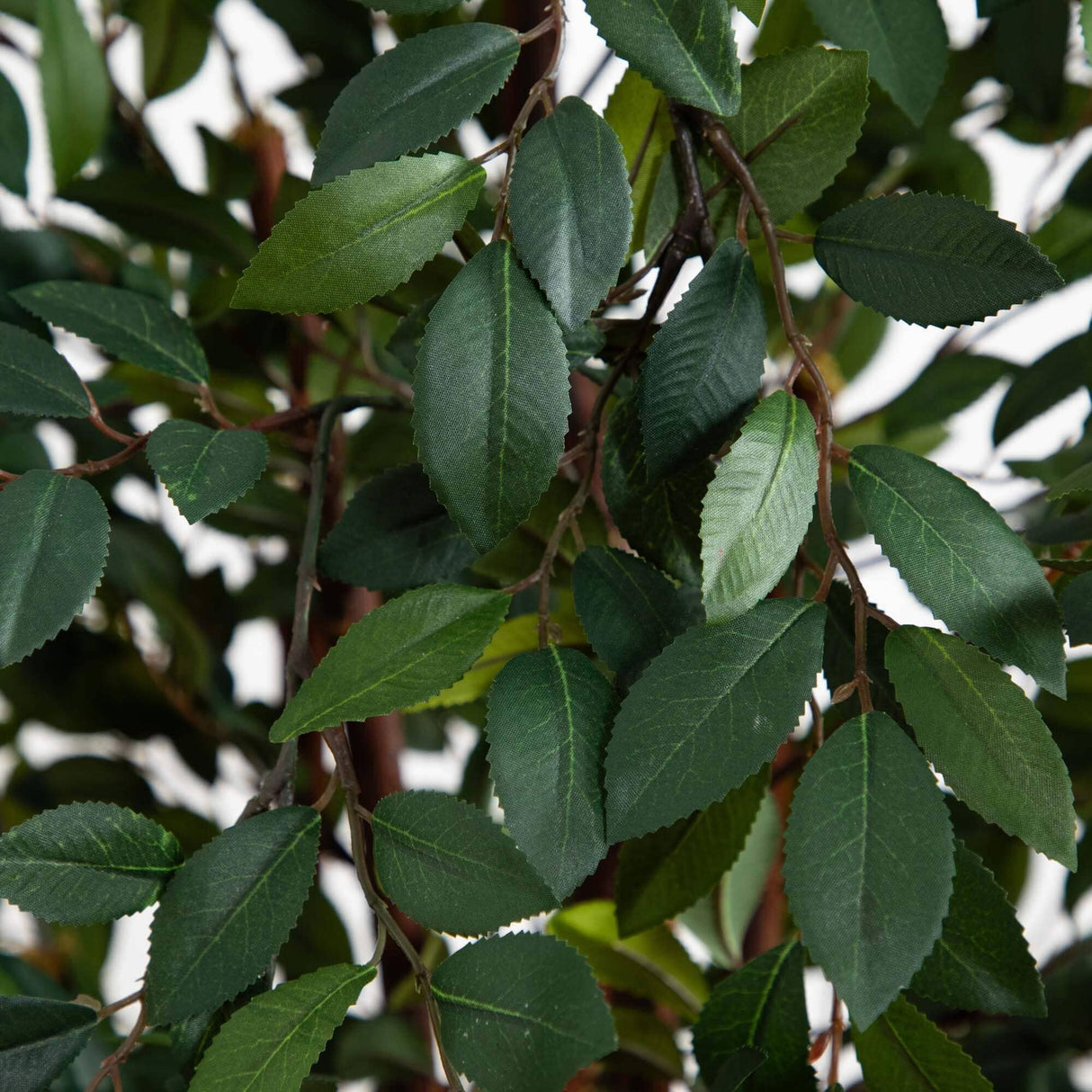4' Ruscus Silk Tree