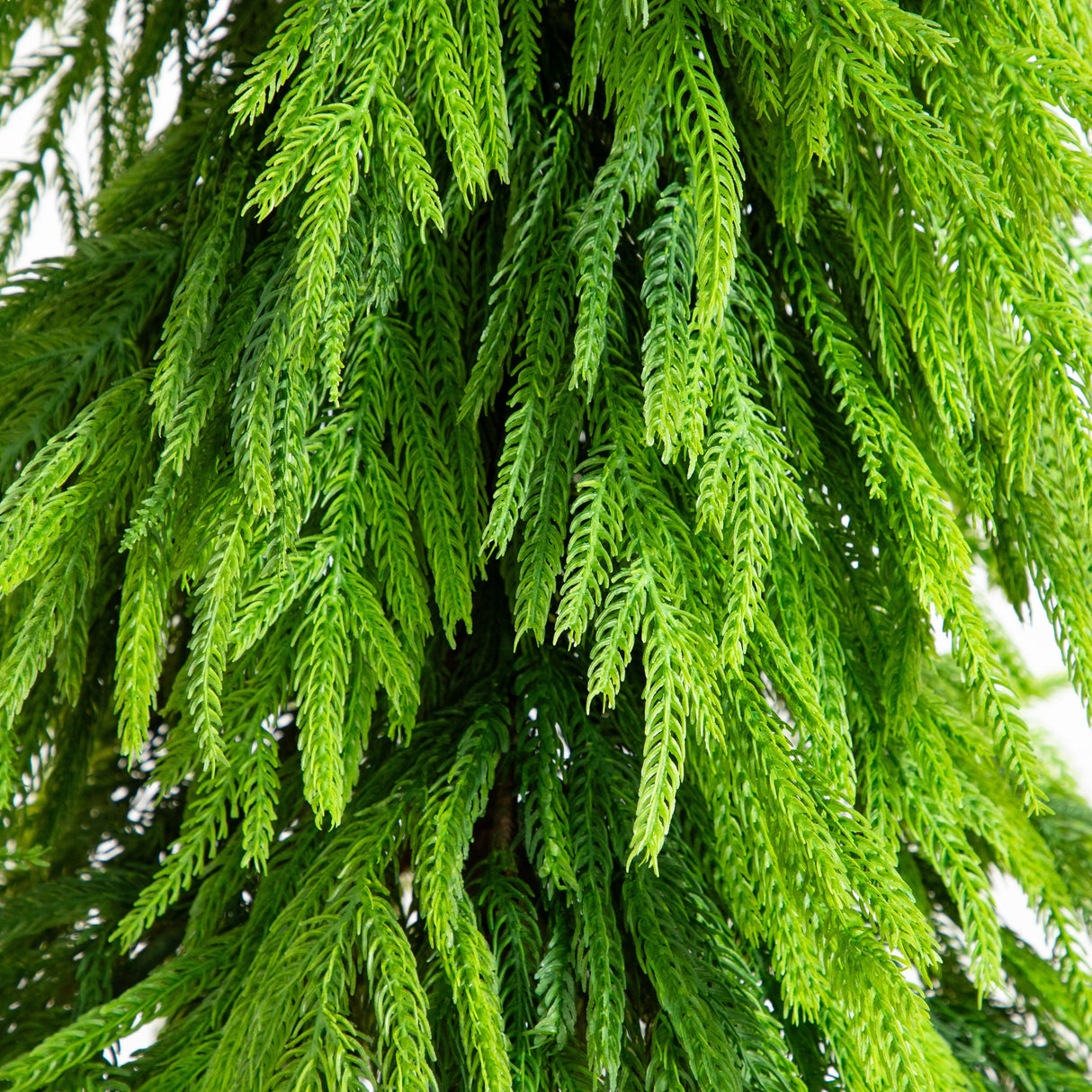 5' Artificial Real Touch Down Swept Norfolk Pine Tree with Natural Look