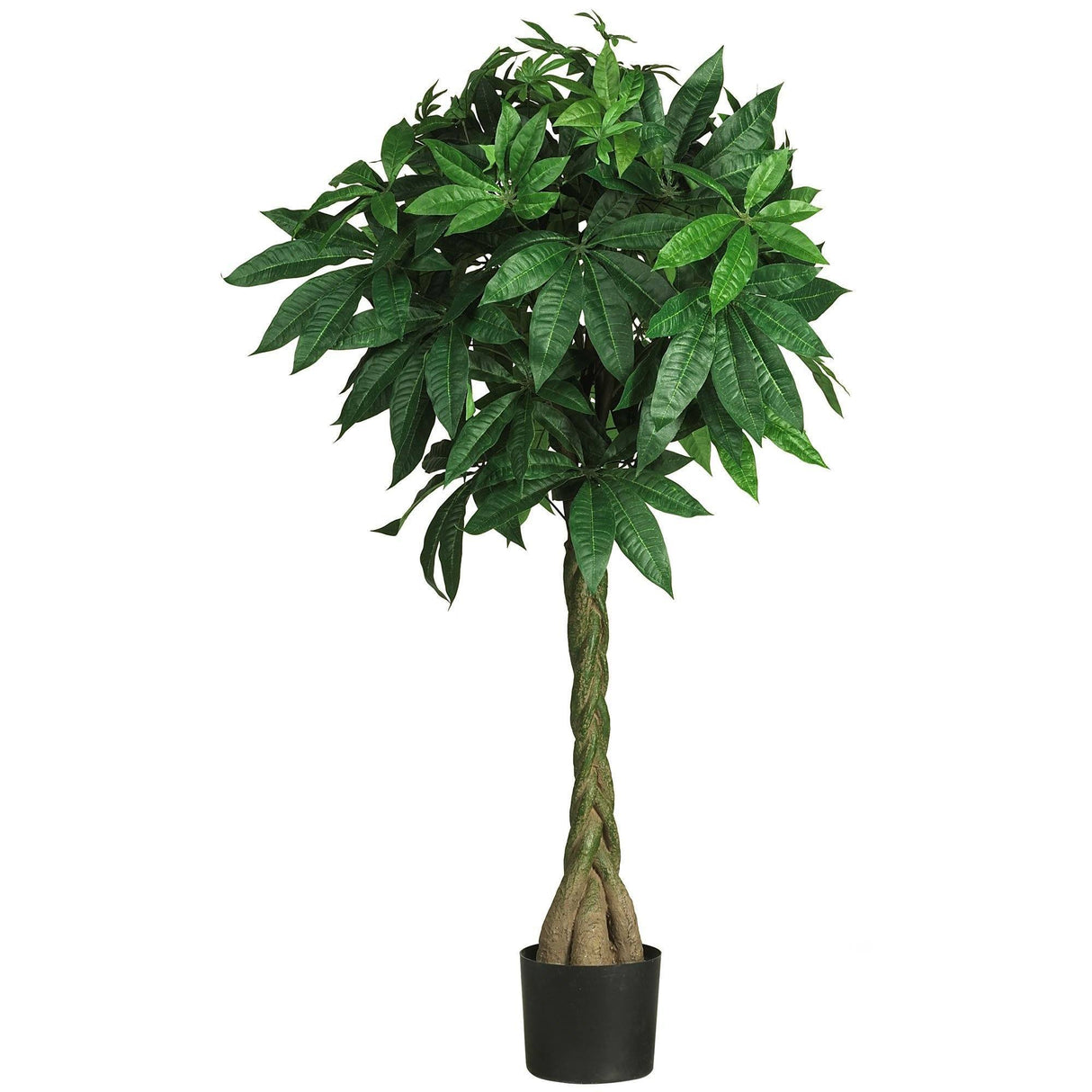 51" Money Silk Tree"