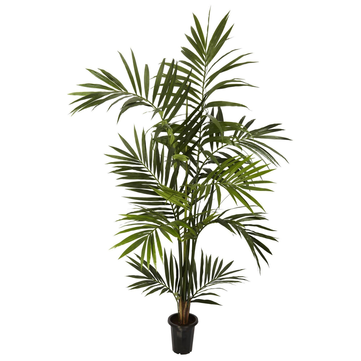 6' Kentia Palm Silk Tree
