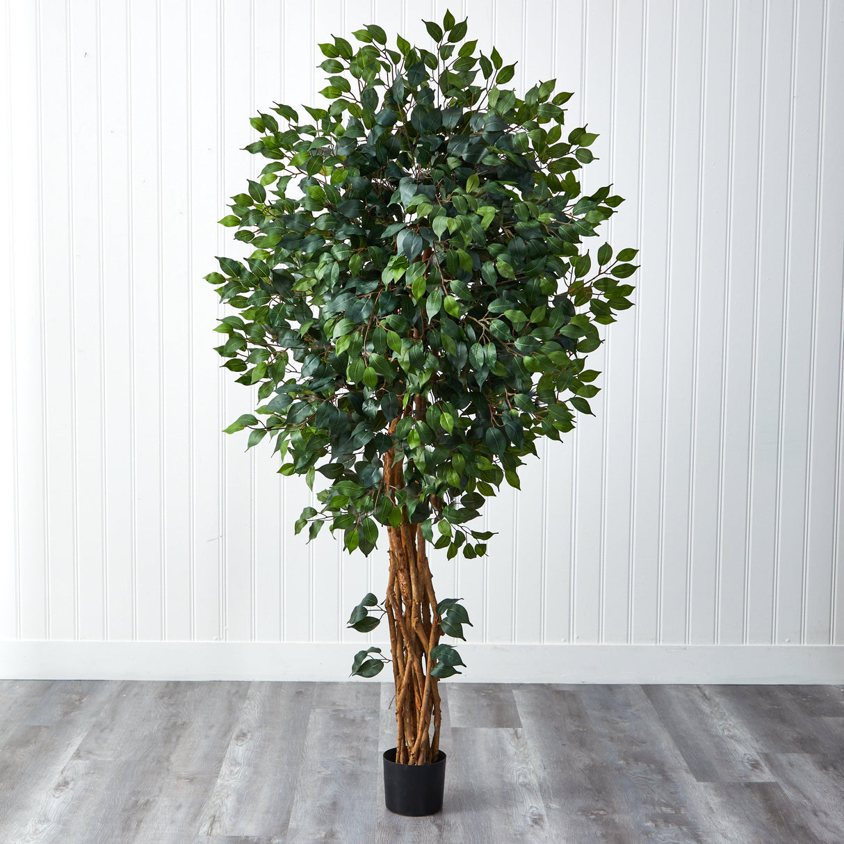 6' Palace Style Ficus Silk Tree