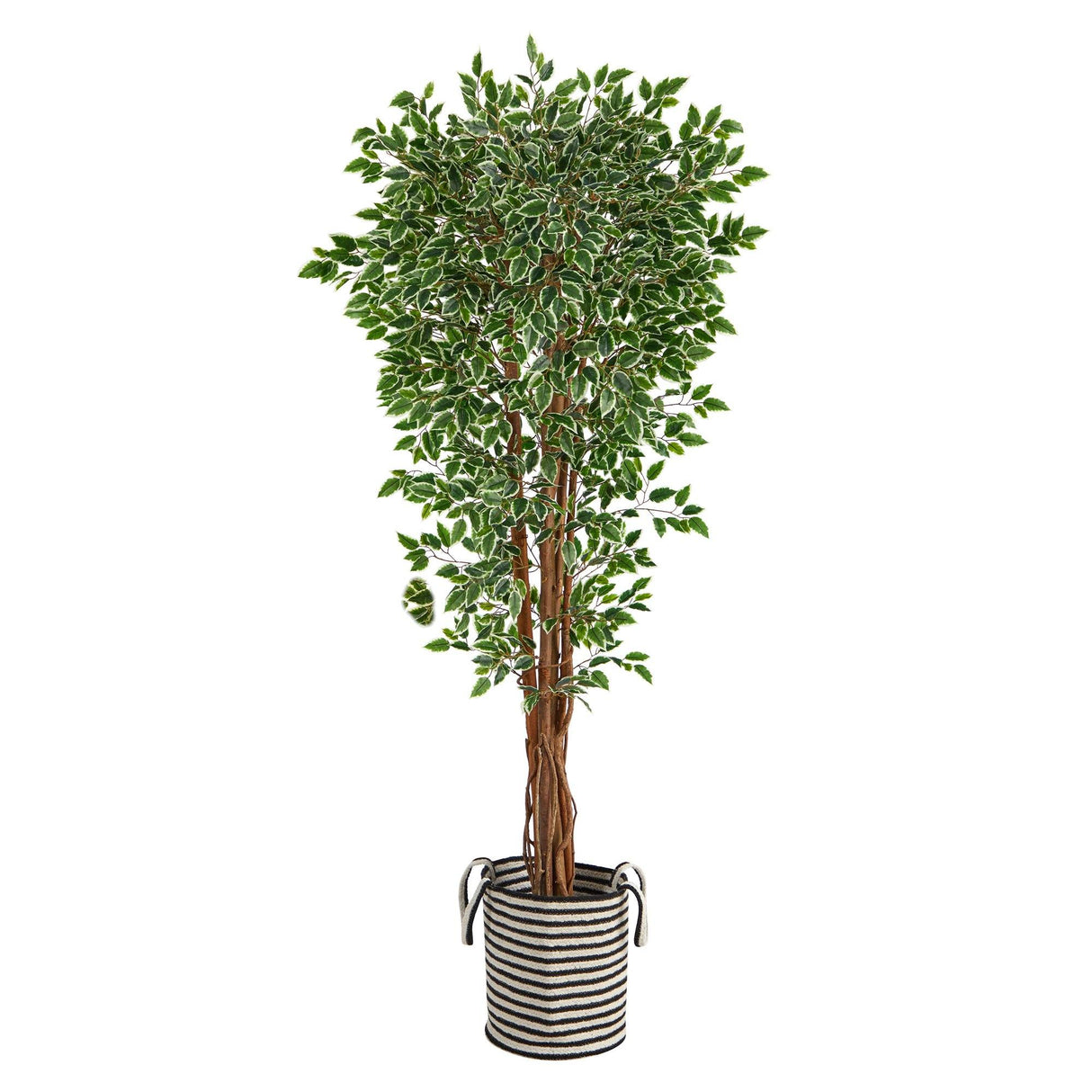 70” Variegated Ficus Tree in Handmade Black and White Natural Jute and Cotton Planter UV Resistant