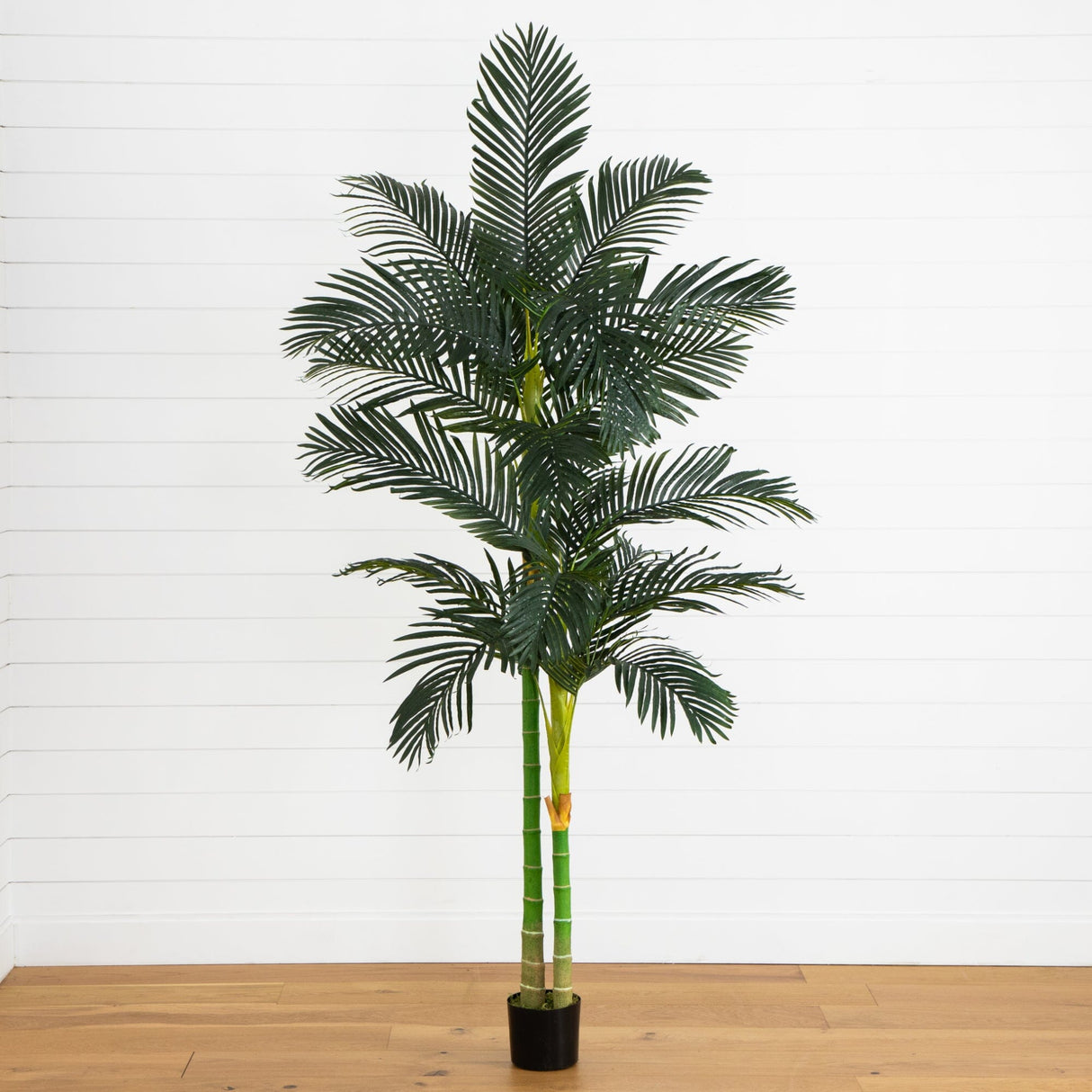 8' Golden Cane Palm Silk Tree