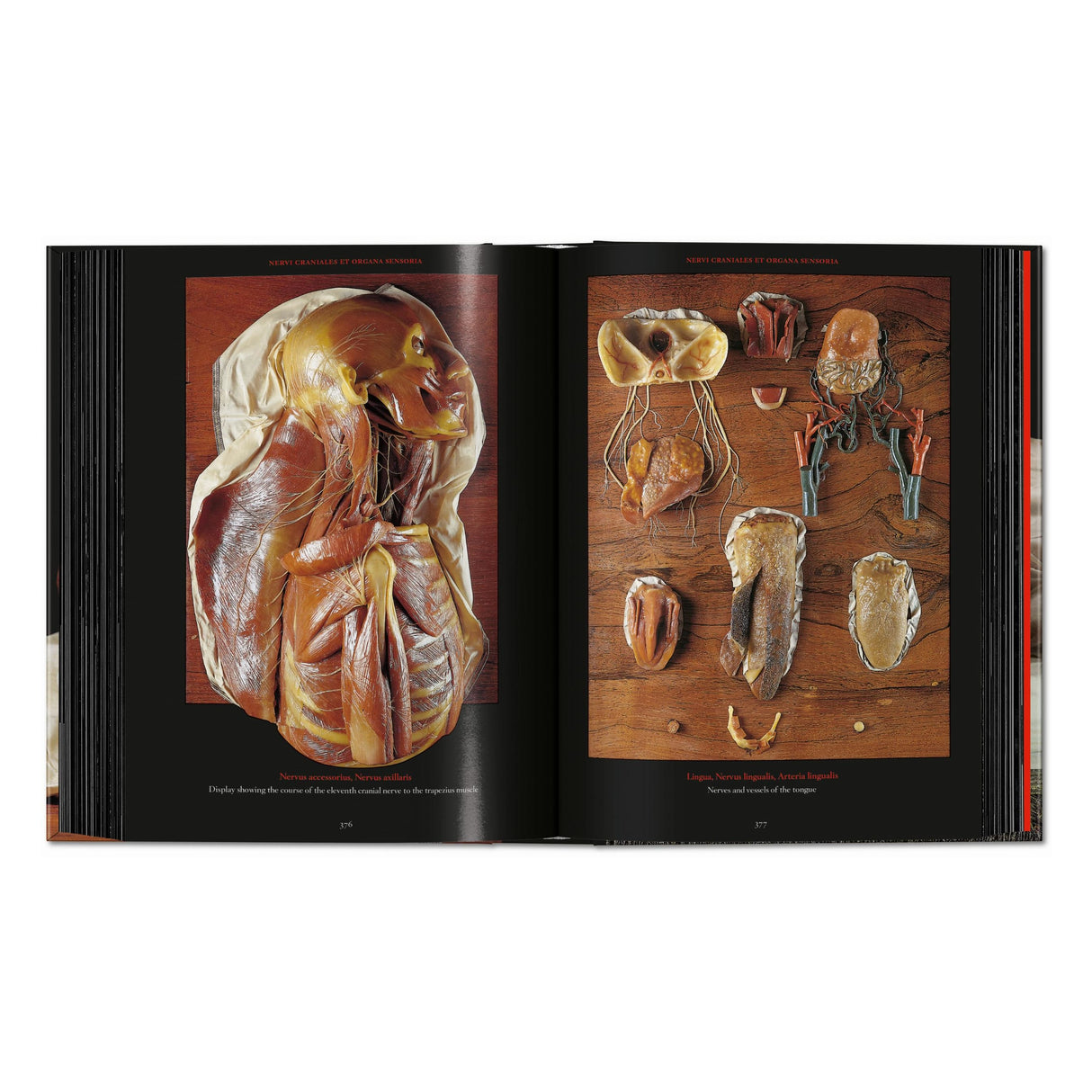 Anatomical Waxes. 45th Ed. (German, French, English)