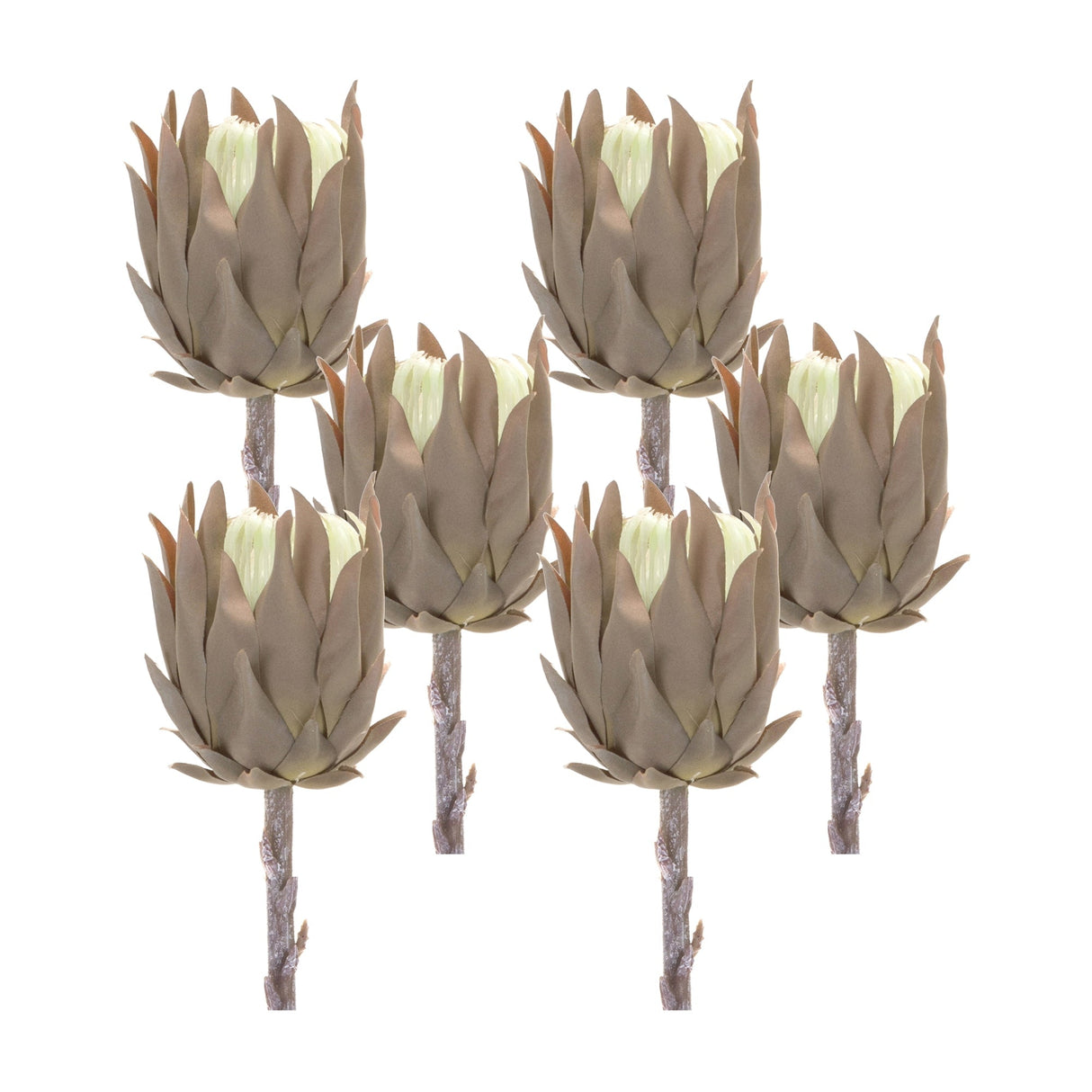 Beige-Protea-Stem-(Set-of-6)-Artificial-Flowering-Plants