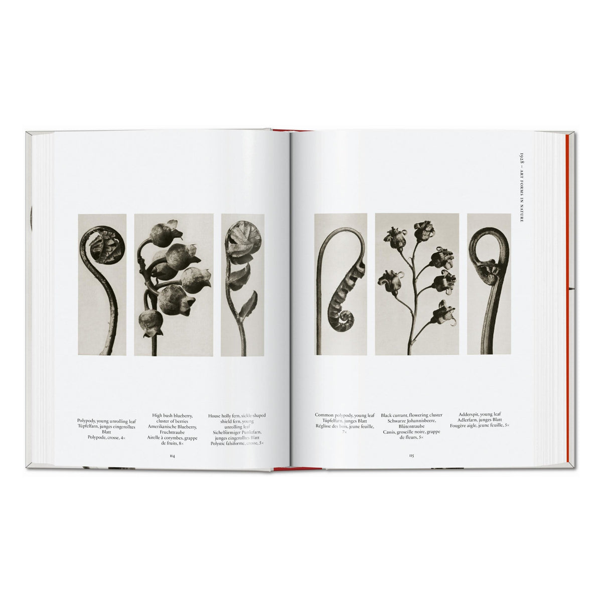 Karl Blossfeldt. The Complete Published Work. 45th Ed. (German, French, English)