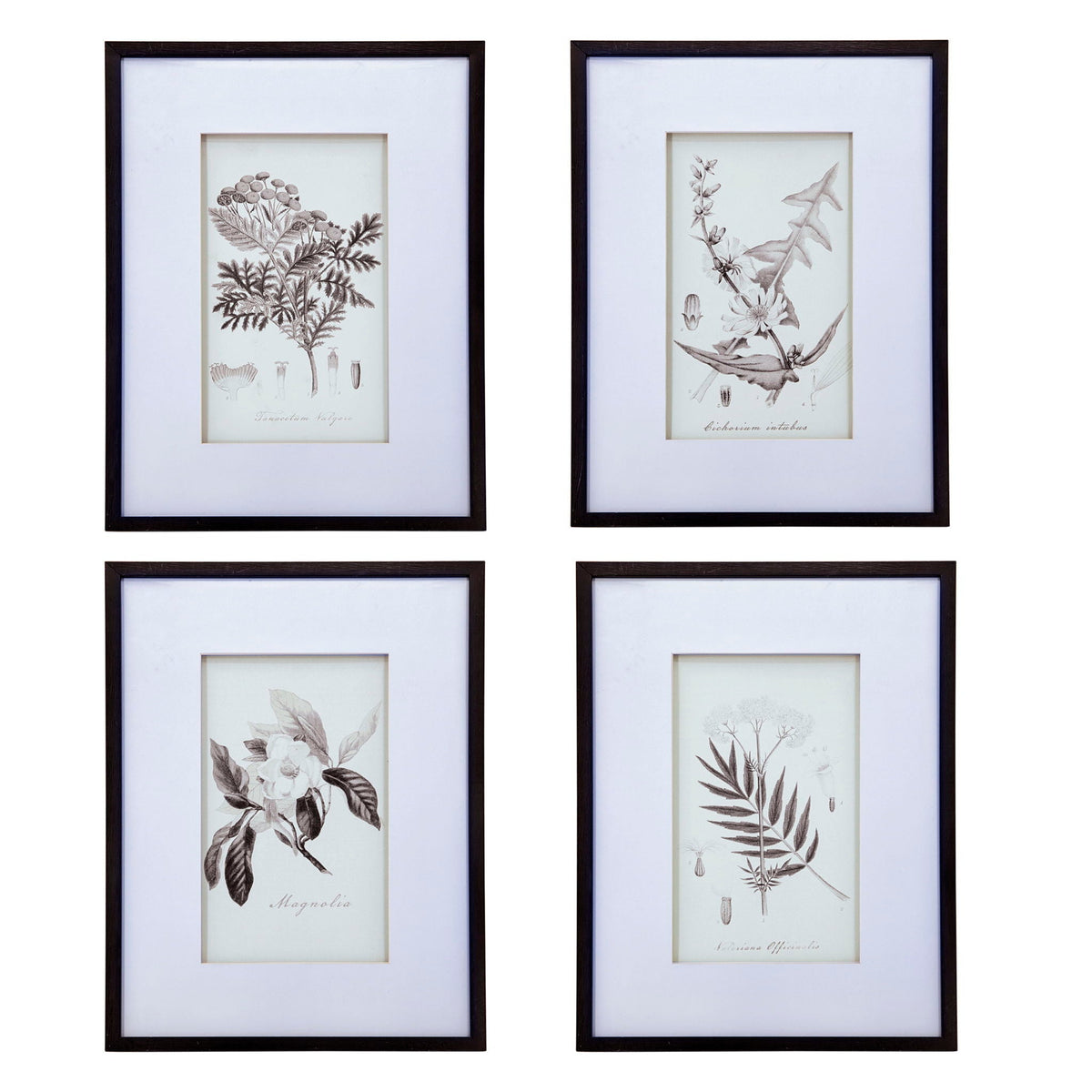 Botanical Wall Art Prints, Home Decor For Living Room Dining Room, Bedroom, Hallway (Set of 4) - White / Black