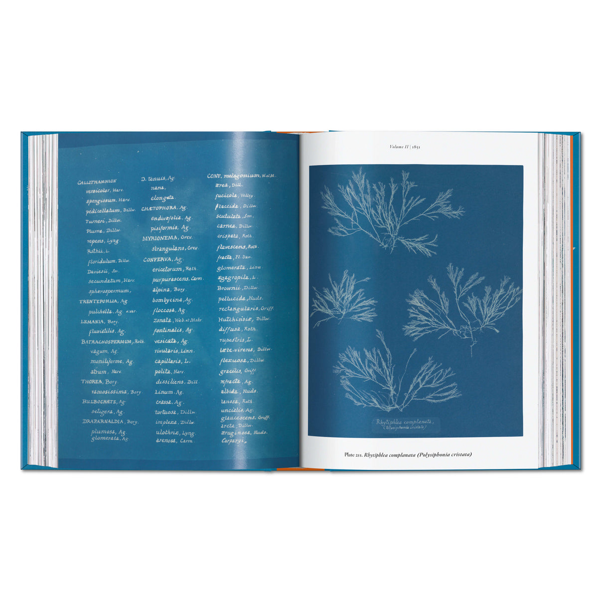 Anna Atkins. Cyanotypes. 45th Ed. (German, French, English)