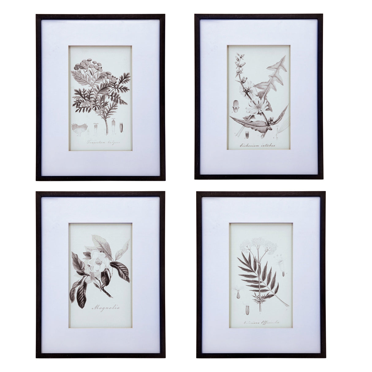 Verdura Botanica: Four-Print Houseplant Pencil Art Set