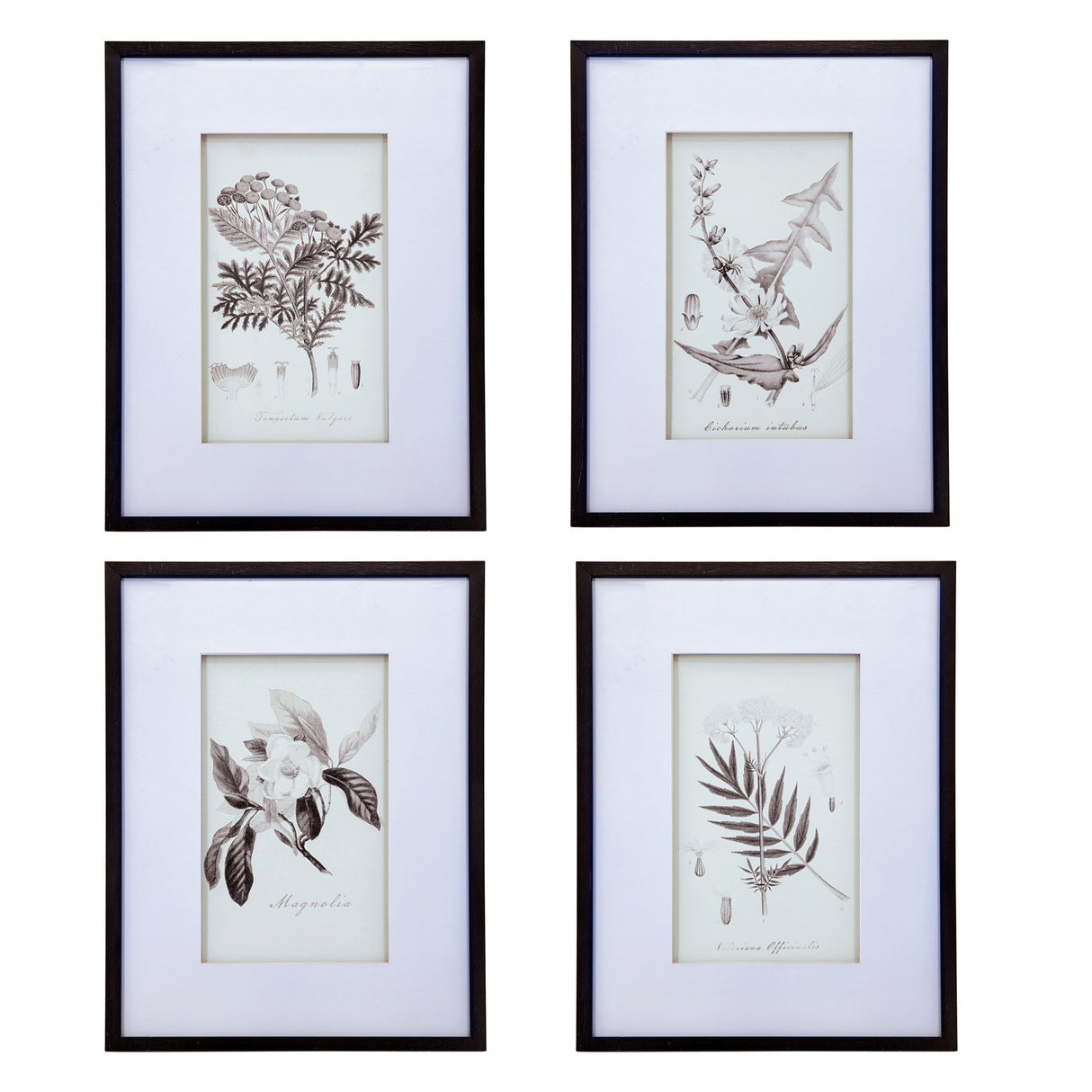 Verdura Botanica: Four-Print Houseplant Pencil Art Set