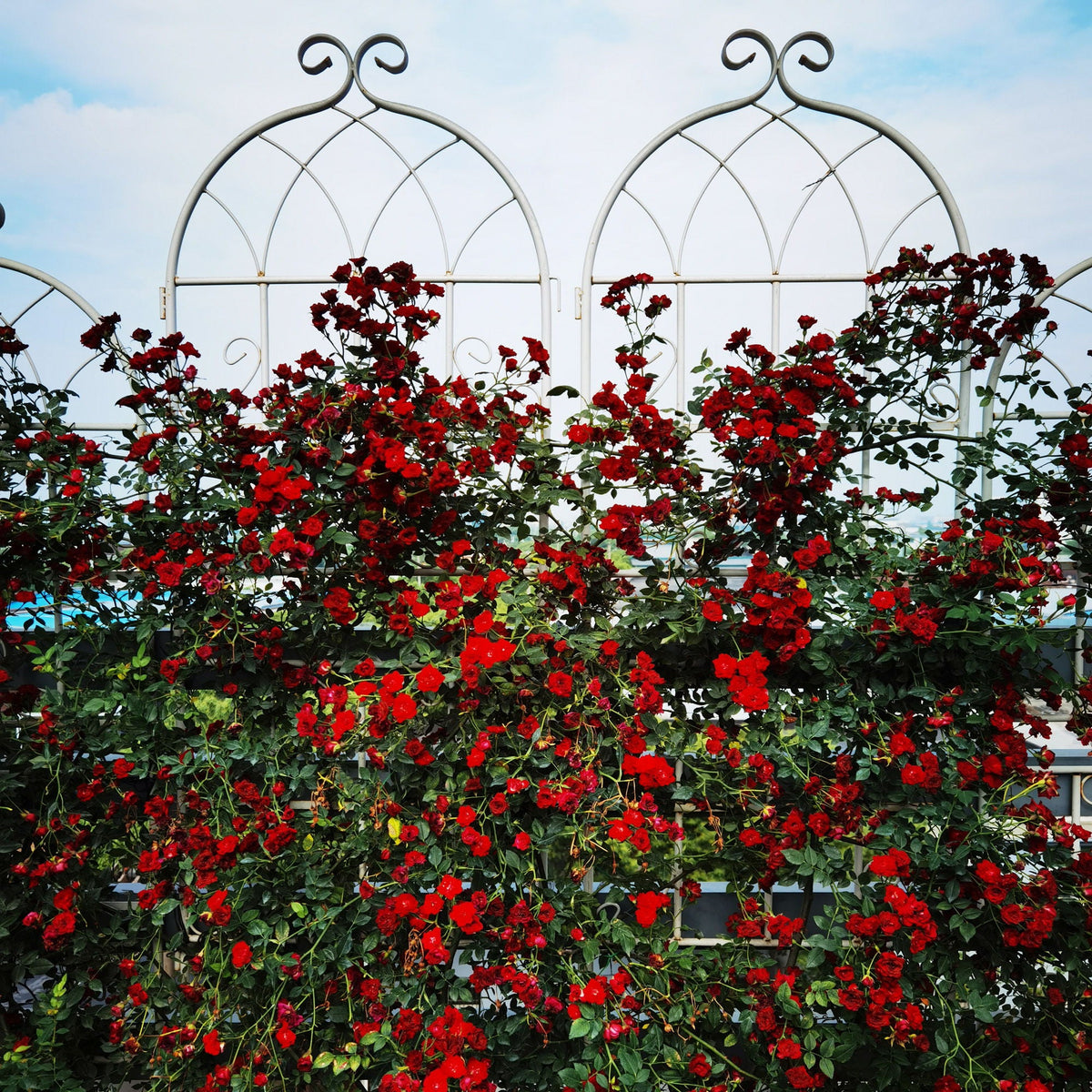 Metal Garden Rustproof Trellis For Climbing Plants Outdoor Flower Support