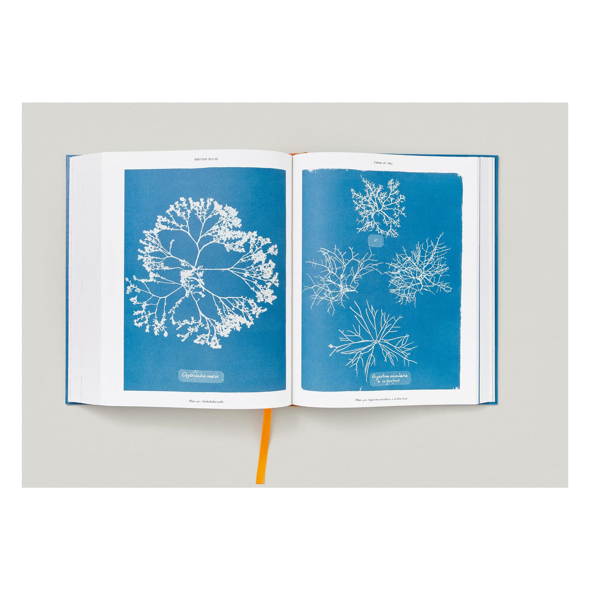 Anna Atkins. Cyanotypes (German, French, English) (FFE)