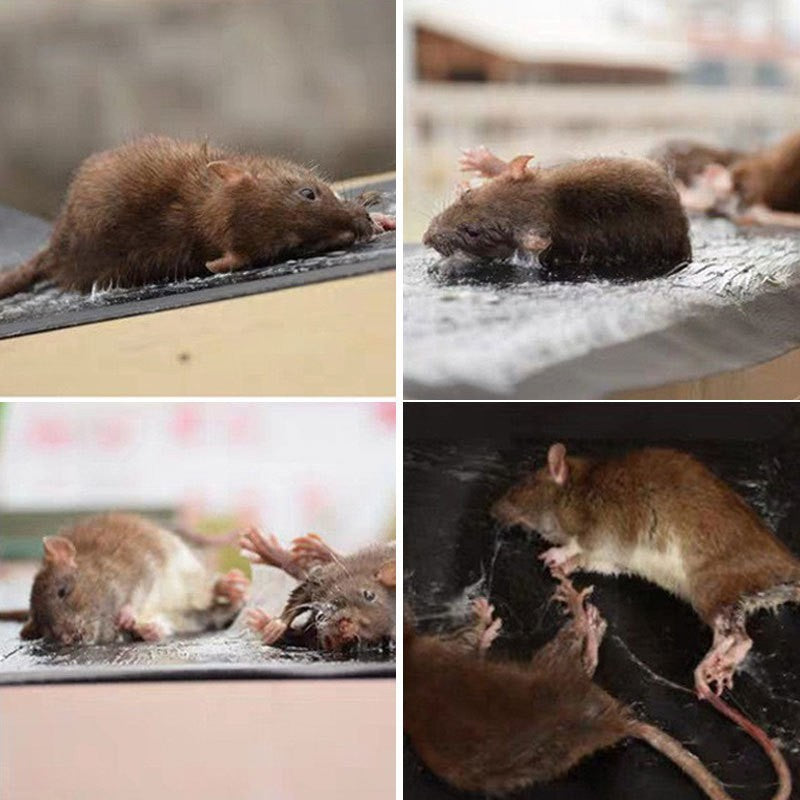Multi-Pest Sticky Glue Trap Carpet – Catches Rats, Snakes, Spiders & More