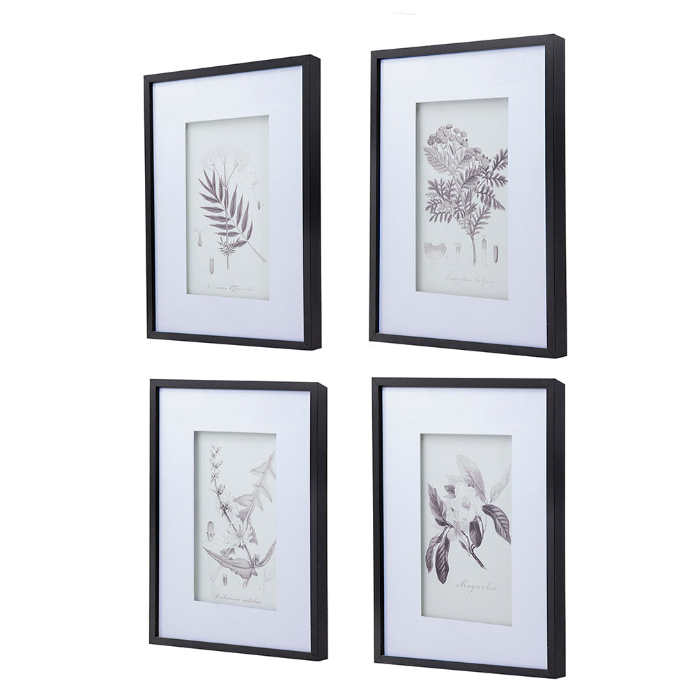 Verdura Botanica: Four-Print Houseplant Pencil Art Set