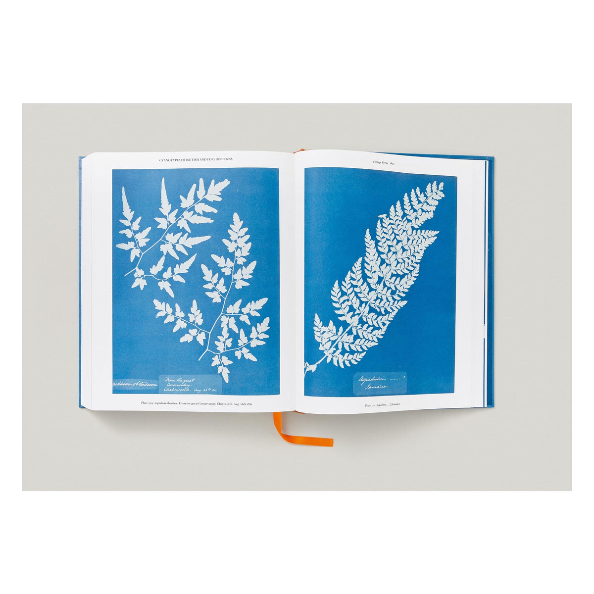 Anna Atkins. Cyanotypes (German, French, English) (FFE)