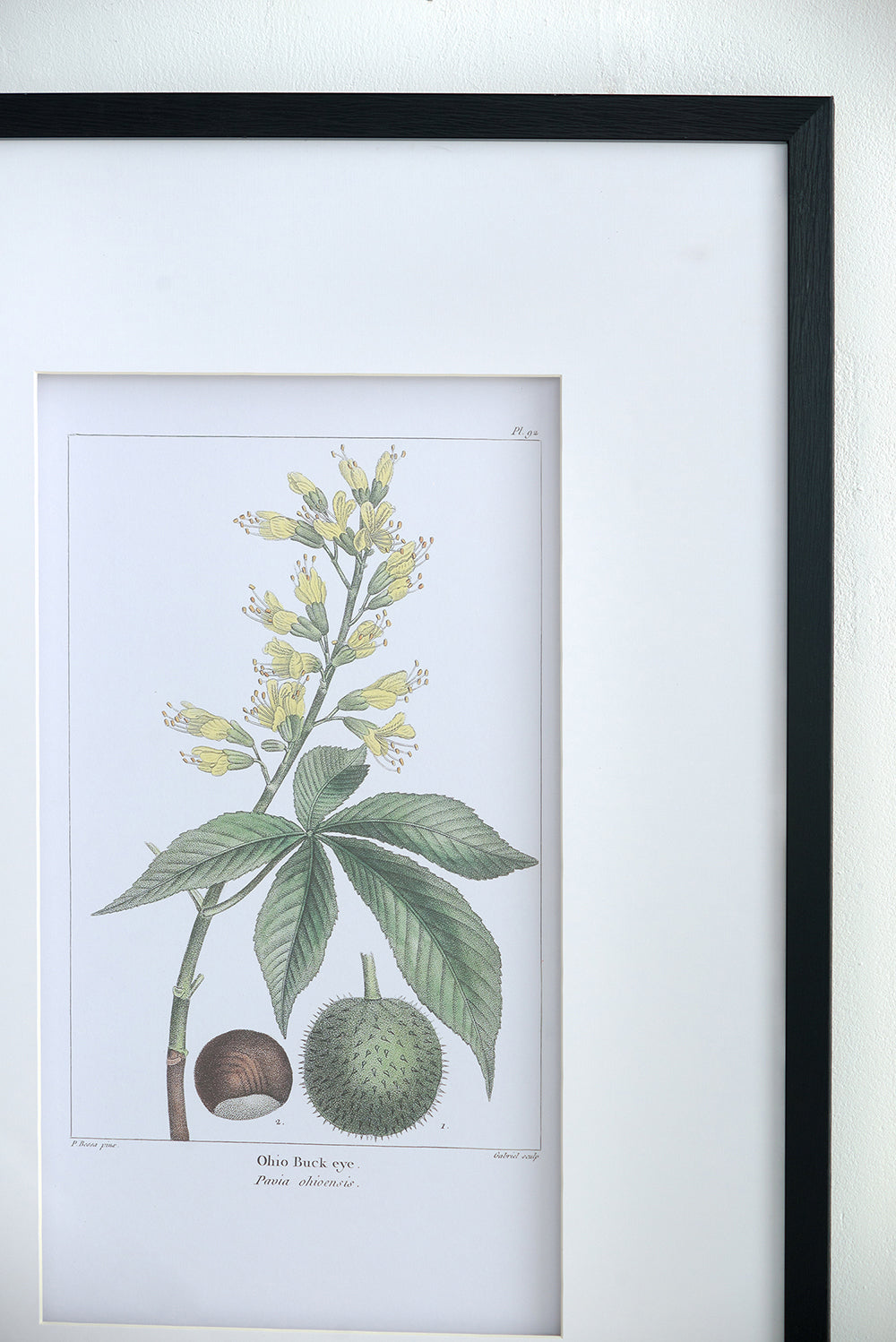 19.7x27.6' Botanical Wall Arts, Set of 2