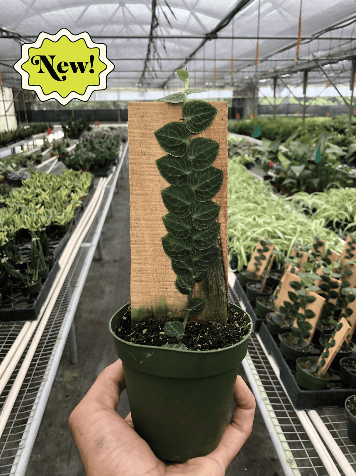 Rhaphidophora 'Cryptantha' | Rare Shingle Plant Climber | House Plant Shop